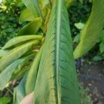 Lactuca indica Hoja