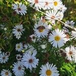 Symphyotrichum lanceolatumFiore