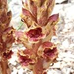 Orobanche variegata 花