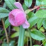 Rosa abietina Flower