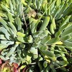 Dudleya edulis Yaprak