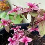 Fuchsia triphylla Blad