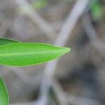 Volkameria heterophylla Feuille