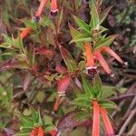 Cuphea ignea Blatt