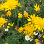 Crepis biennisFlower