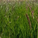 Calamagrostis canescens Φύλλο