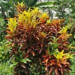 Codiaeum variegatumبرگ