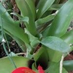 Billbergia pyramidalis Leaf