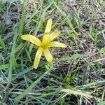 Sternbergia colchiciflora Blodyn