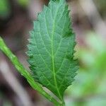 Stachytarpheta urticifolia برگ