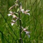 Epipactis palustris Otro