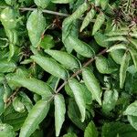 Rorippa nasturtium-aquaticum Leaf