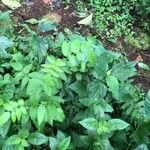 Rubus rosifolius ഇല