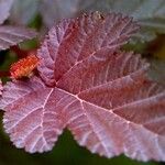 Physocarpus opulifolius Blad