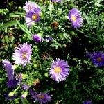 Symphyotrichum novi-belgii 形態