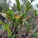 Jumellea confusa Hábito