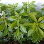 Pereskiopsis diguetii Hoja