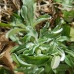 Antennaria parvifolia Ліст