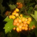 Viburnum opulus Fruit