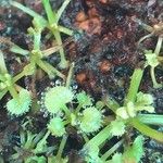 Drosera proliferaبرگ