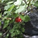 Ribes inerme Fruto