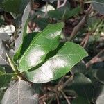 Ficus glumosa Leaf