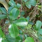Zanthoxylum asiaticum पत्ता