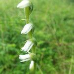 Spiranthes vernalis Kukka