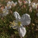 Oenothera albicaulis 花