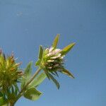 Trifolium squamosum फूल