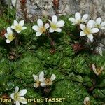 Saxifraga × obscura
