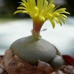 Conophytum flavum Habitatea
