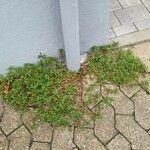 Portulaca oleracea Агульны выгляд