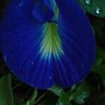 Clitoria ternatea Квітка