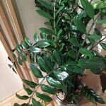 Zamioculcas zamiifolia Blatt