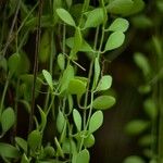 Dischidia nummularia Blatt