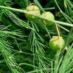 Asparagus officinalis Fruit