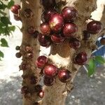 Plinia cauliflora Fruit