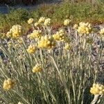 Helichrysum saxatile Кветка