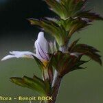 Euphrasia micrantha फूल