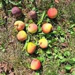 Sorbus domestica Fruit