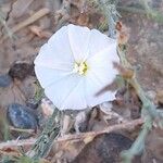 Convolvulus prostratus Kwiat