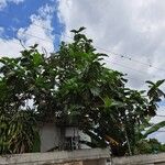 Artocarpus altilis Fuelha