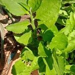 Euphorbia tithymaloides Foglia