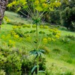 Euphorbia biumbellata Fleur