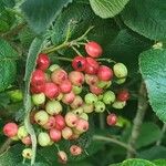 Viburnum lantana Froito