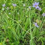 Sisyrinchium angustifolium Folha