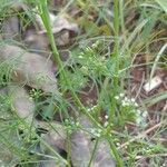 Cyclospermum leptophyllum Blüte