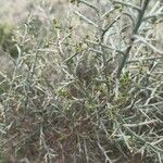 Cytisus galianoi Leaf