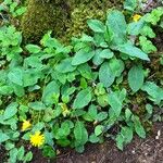 Hieracium maculatum Costuma